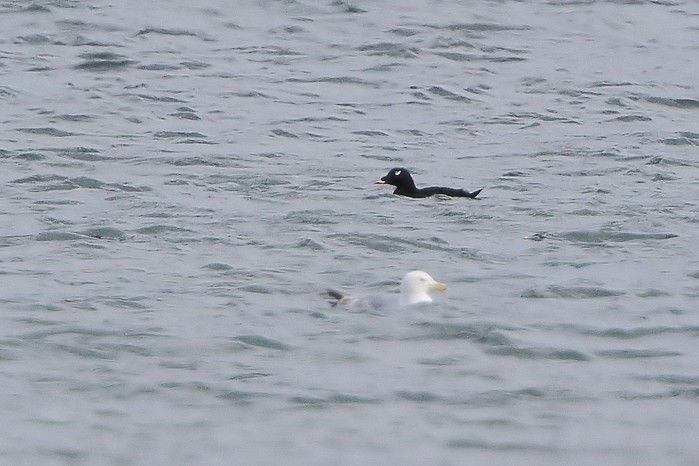 American White-winged Scoter