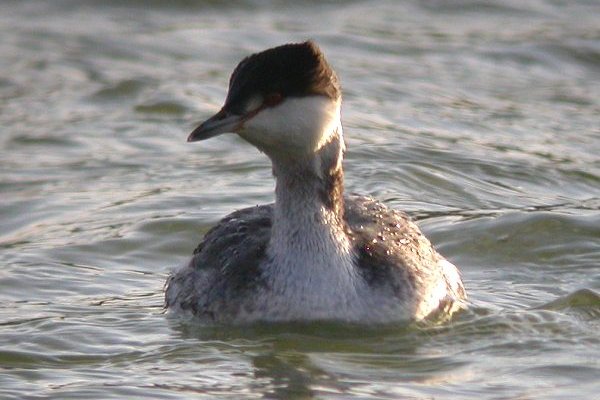 Slavonian Grebe