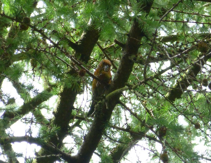 Crossbill