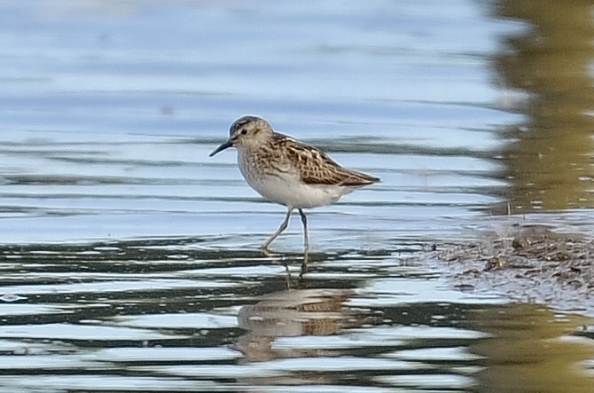 Least Sandpiper