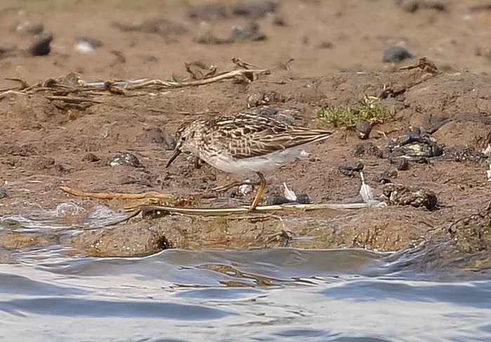 Least Sandpiper