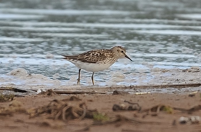 Least Sandpiper