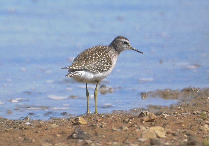 Wood Sandpiper