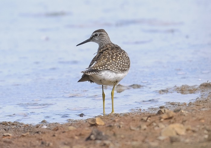 Wood Sandpiper