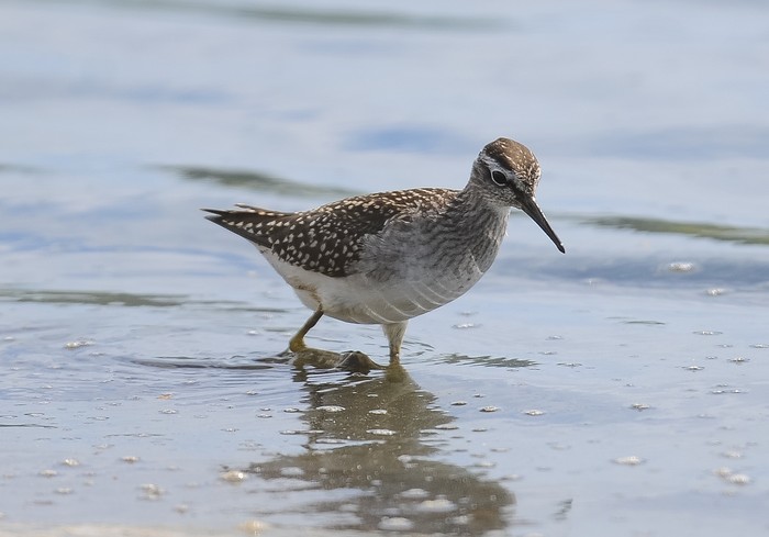 Wood Sandpiper