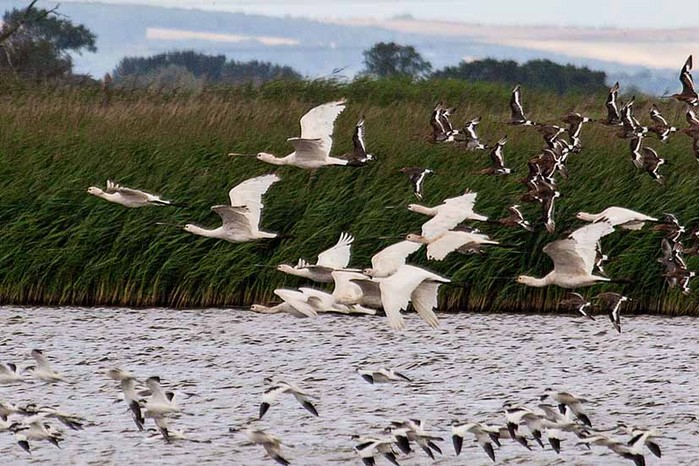 Spoonbill