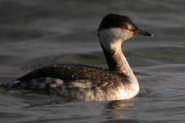 Slavonian Grebe