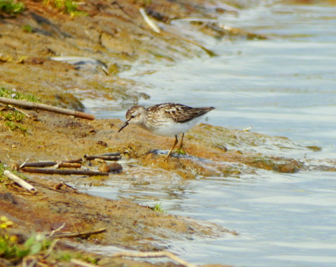 Least Sandpiper