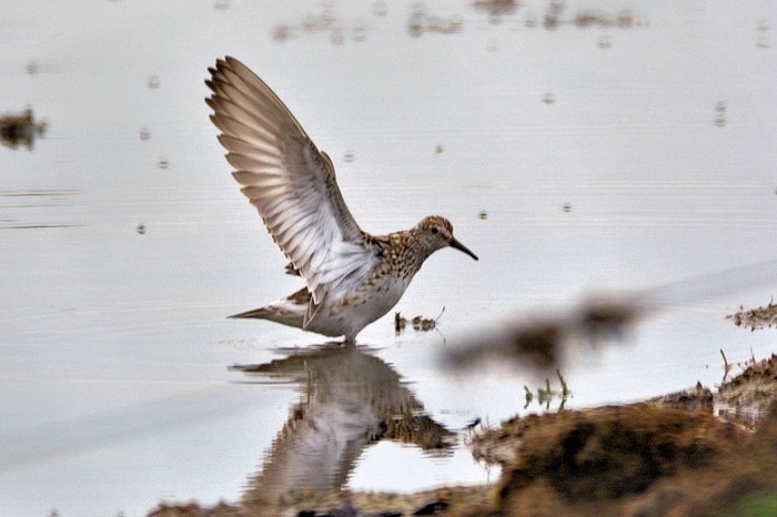 White-rumped Sandpiper