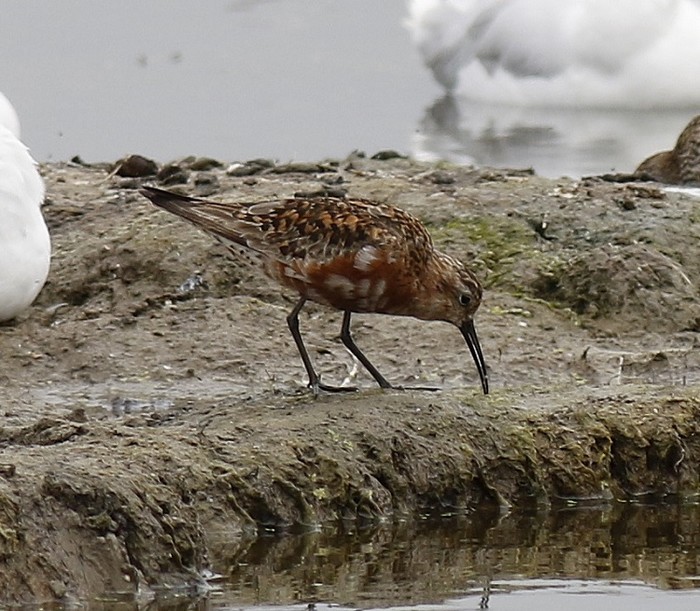 Curlew Sandpiper