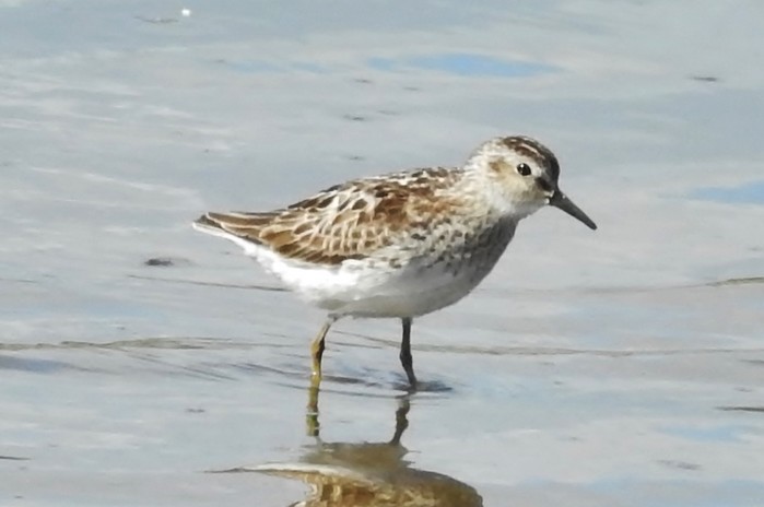 Least Sandpiper