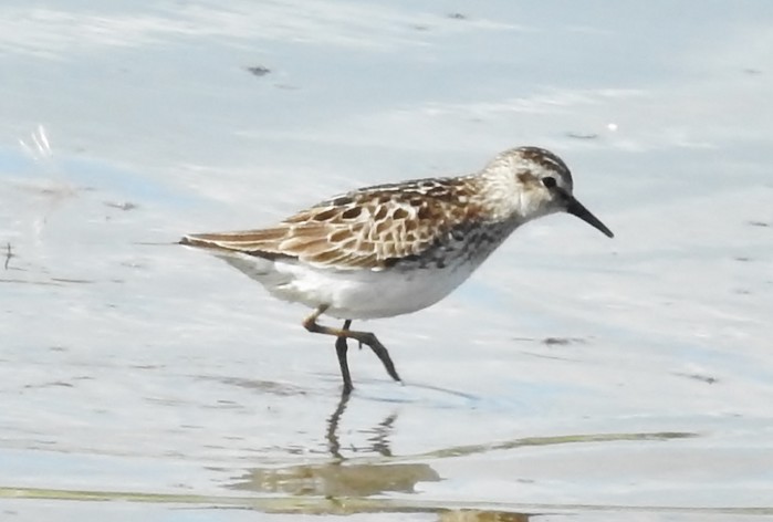 Least Sandpiper