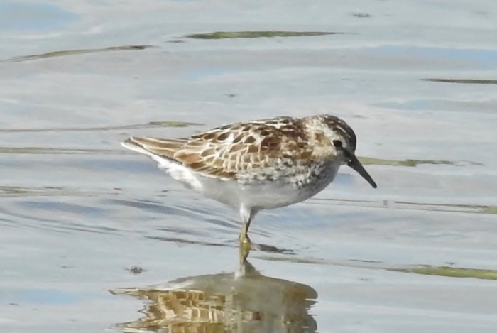 Least Sandpiper