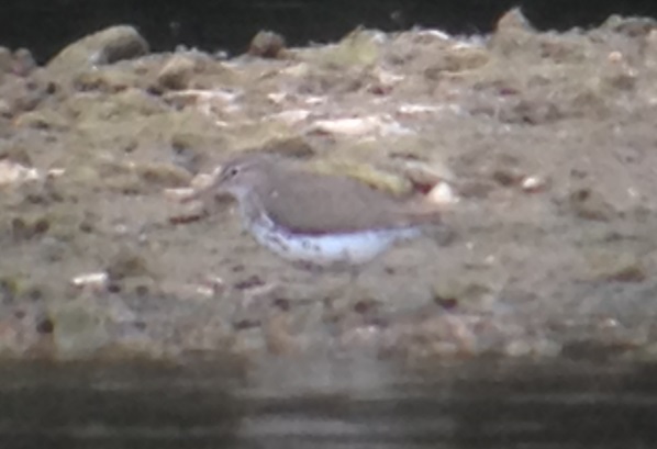 Spotted Sandpiper