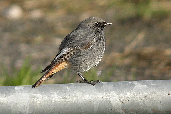 Black Redstart