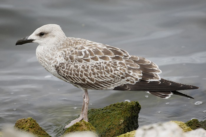 Yellow-legged Gull