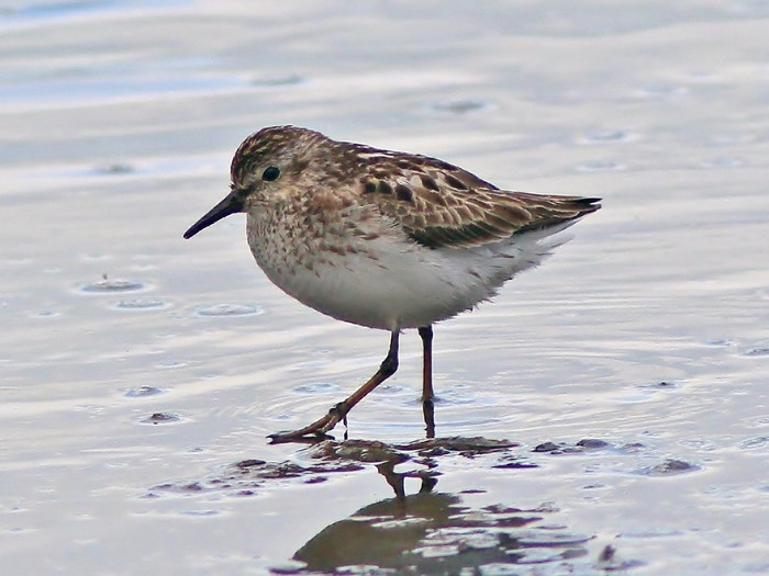 Least Sandpiper