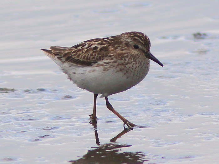 Least Sandpiper