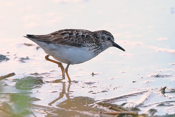 Least Sandpiper