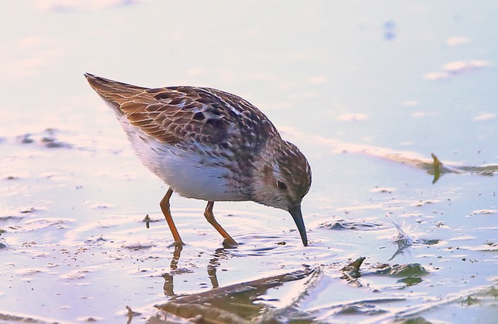 Least Sandpiper