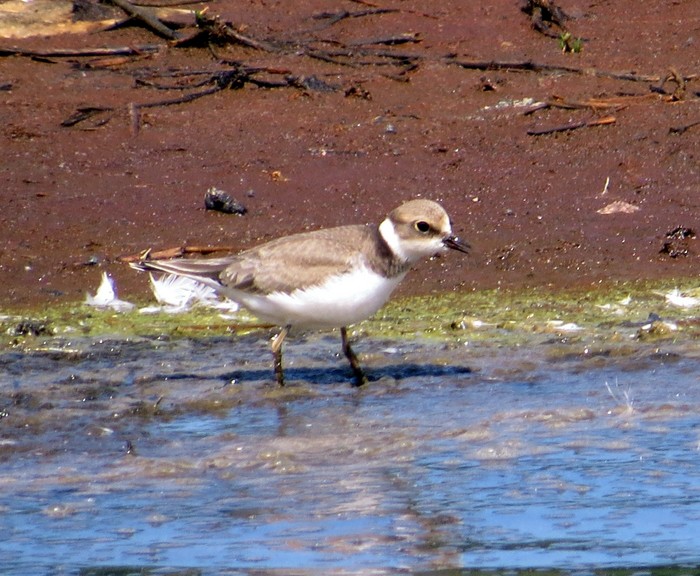 Little Ringed Plover