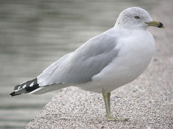 Ring-billed Gull