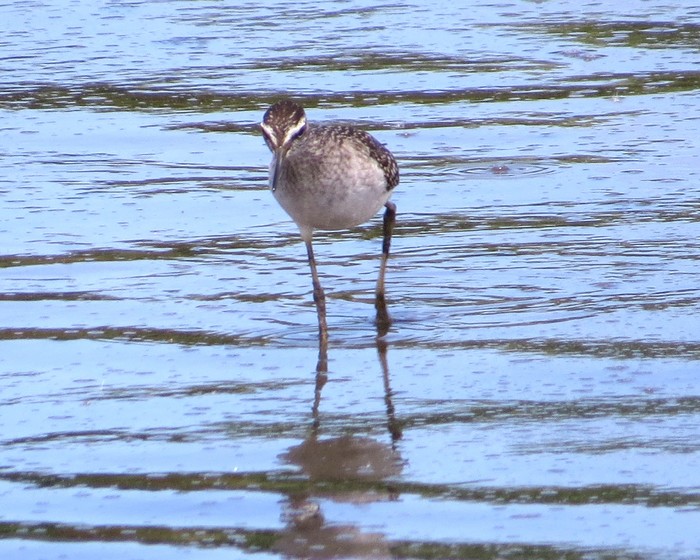 Wood Sandpiper