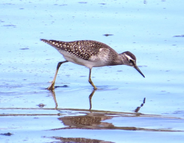 Wood Sandpiper