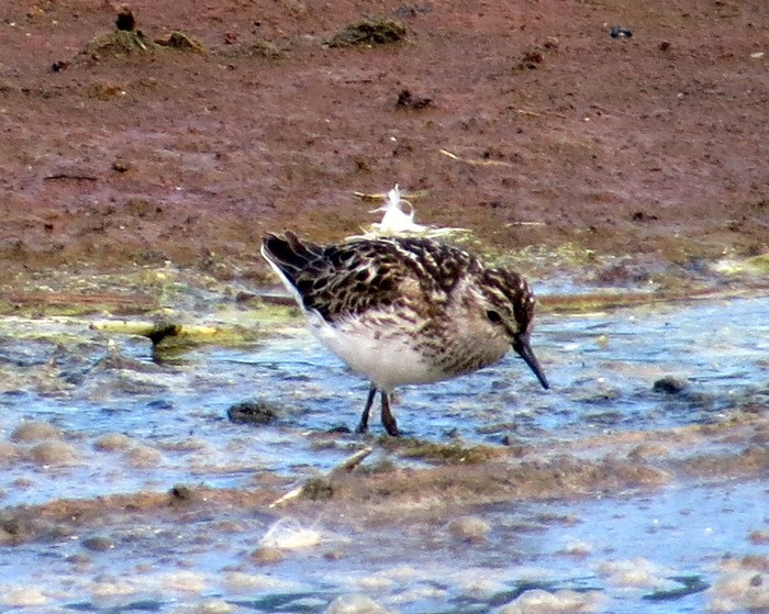 Least Sandpiper