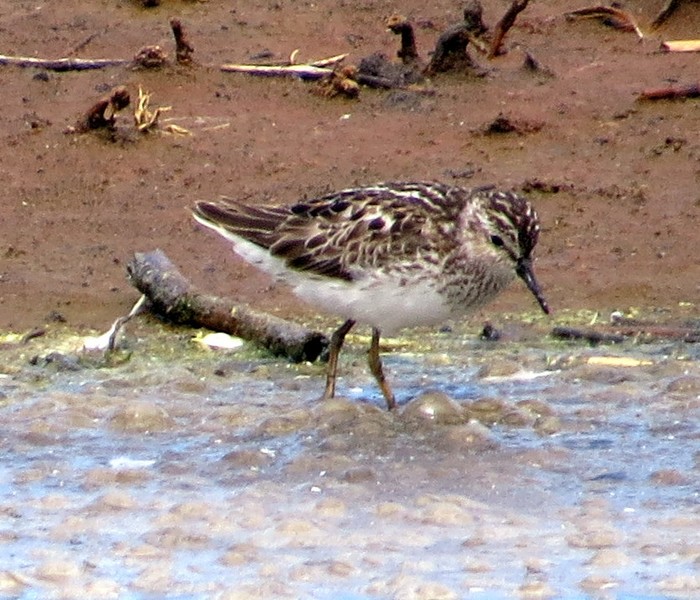 Least Sandpiper