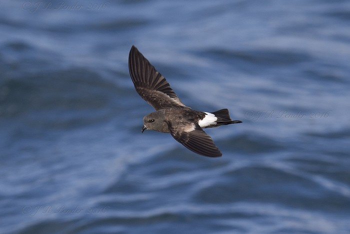 Wilson's Petrel