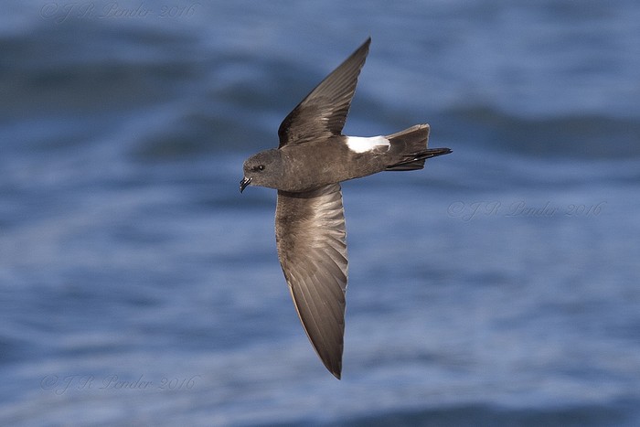 Wilson's Petrel