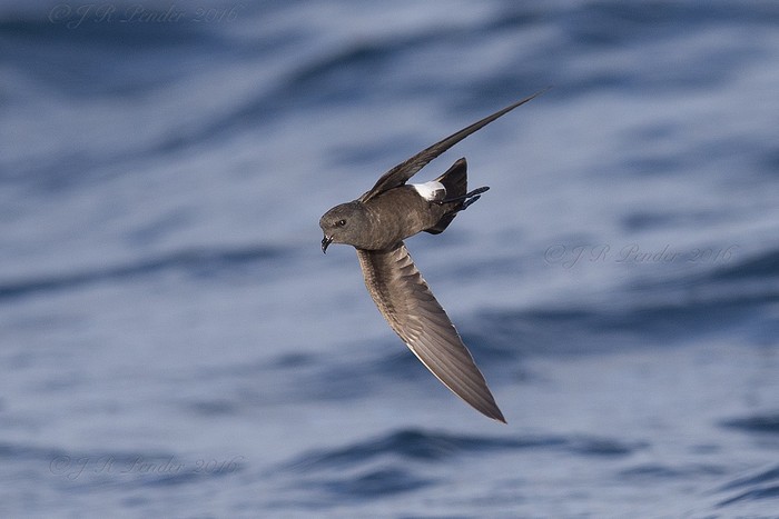 Wilson's Petrel