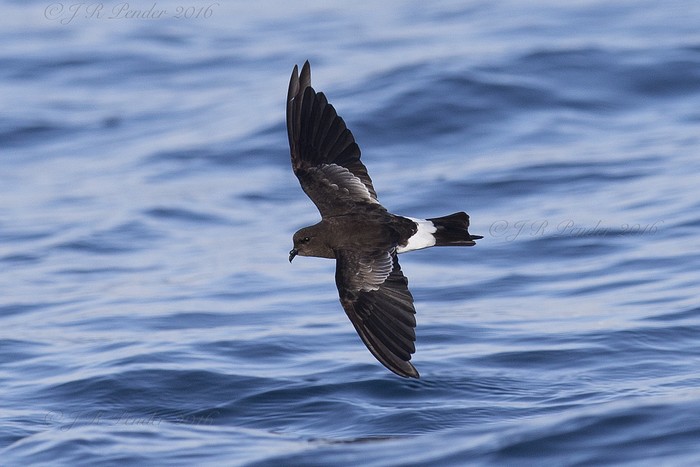 Wilson's Petrel