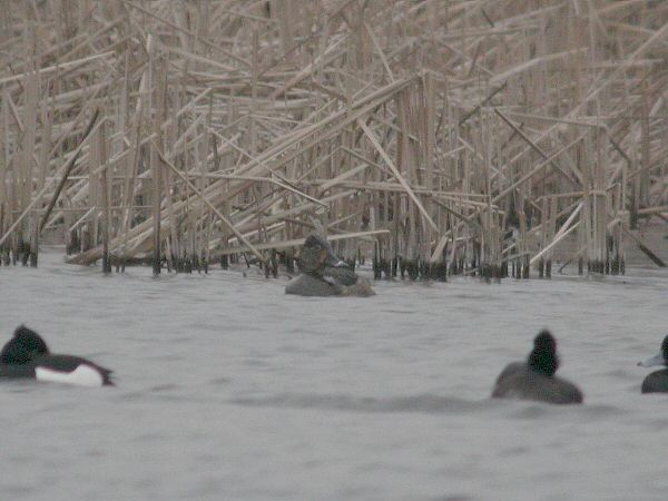 Ring-necked Duck
