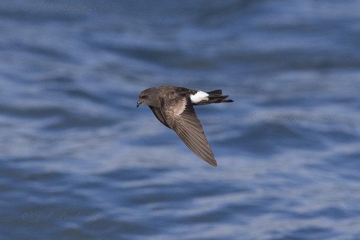Wilson's Petrel