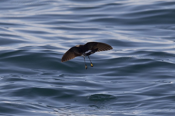 Wilson's Petrel