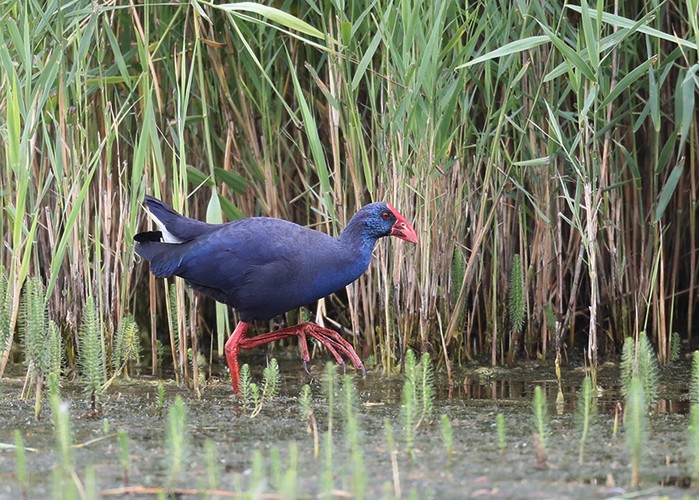 Western Purple Swamphen