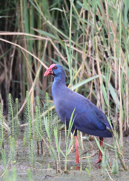 Western Purple Swamphen