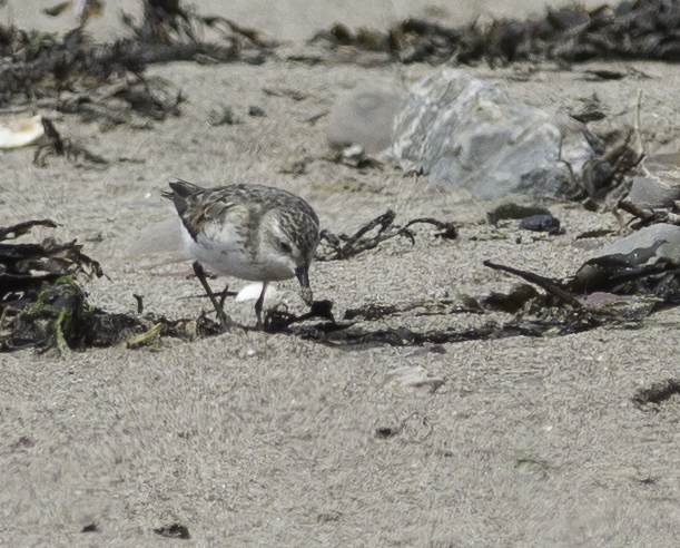Semipalmated Sandpiper