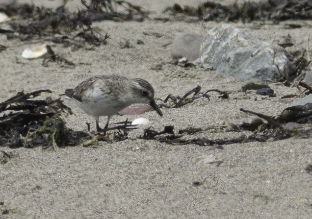 Semipalmated Sandpiper