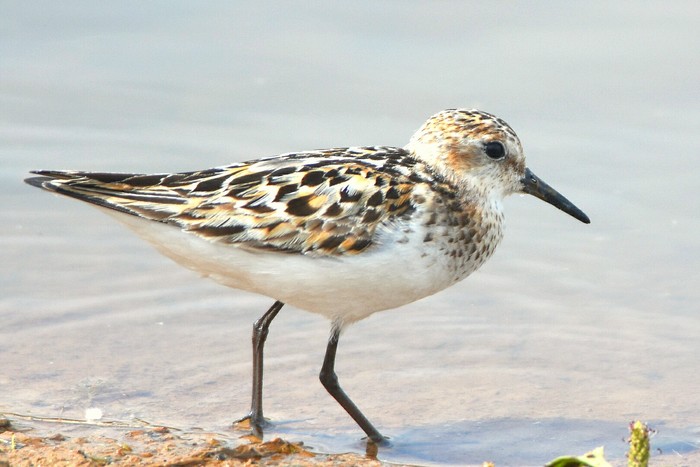 Little Stint