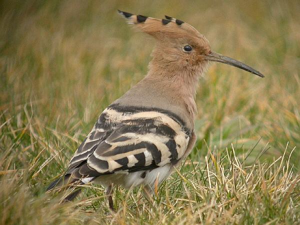 Hoopoe