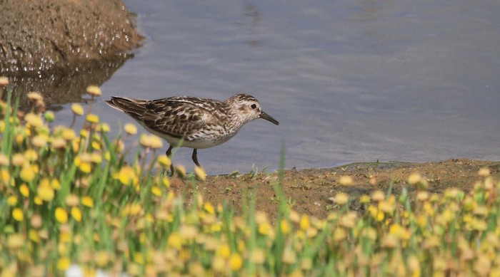 Least Sandpiper