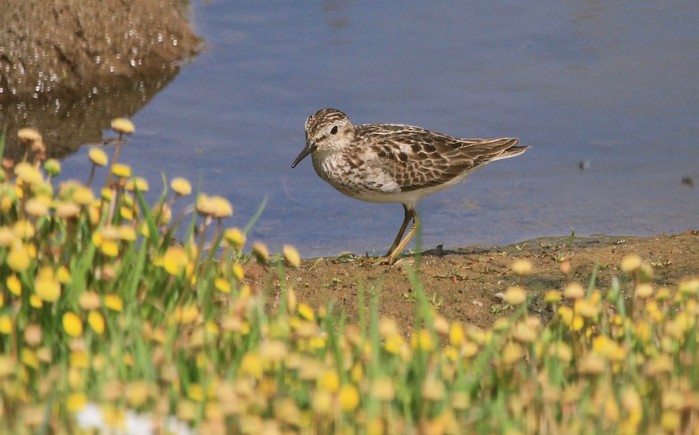 Least Sandpiper