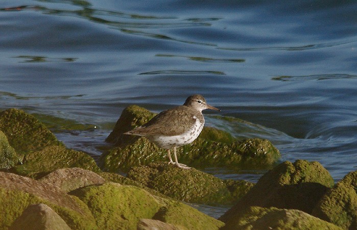 Spotted Sandpiper