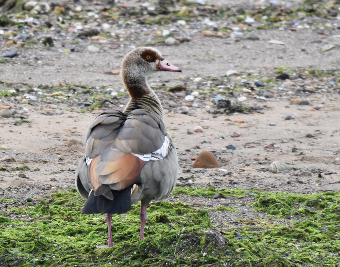 Egyptian Goose