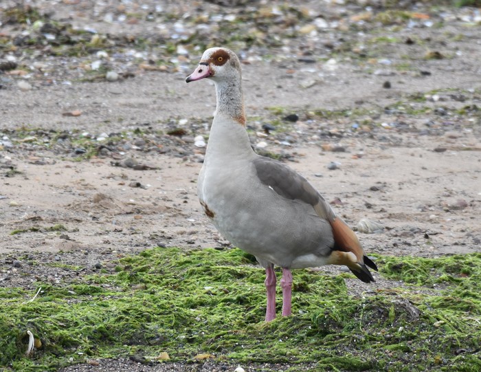 Egyptian Goose