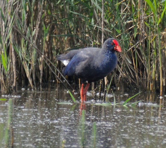 Western Purple Swamphen
