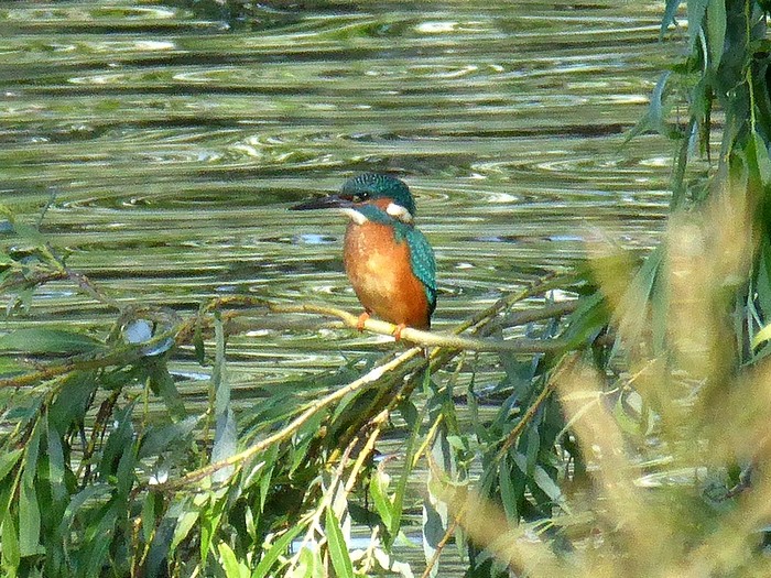 Kingfisher